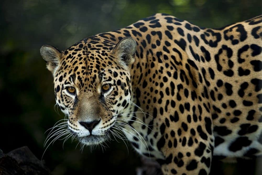 1000 elementów drewnianych puzzli dla dorosłych, Jaguar, trudne, duże puzzle, karton premium, puzzle DIY, zabawka, edukacyjna gra rodzinna, dla dorosłych, młodzieży i dzieci, 10