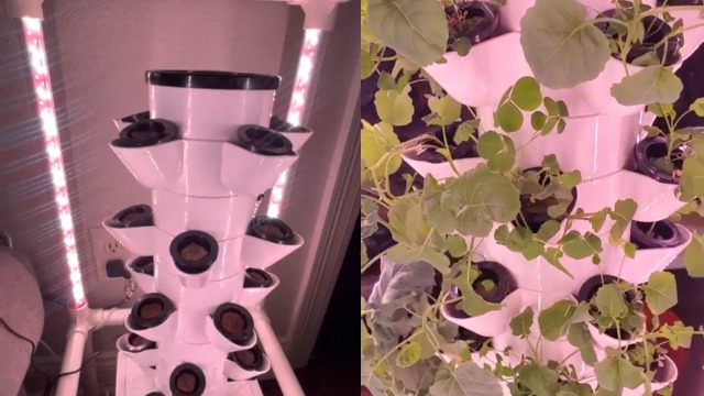 Amazon.com : SJZX Hydroponics Growing System, Hydroponic