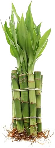 NW Wholesaler - 4" Live Lucky Bamboo Plant - Bundle