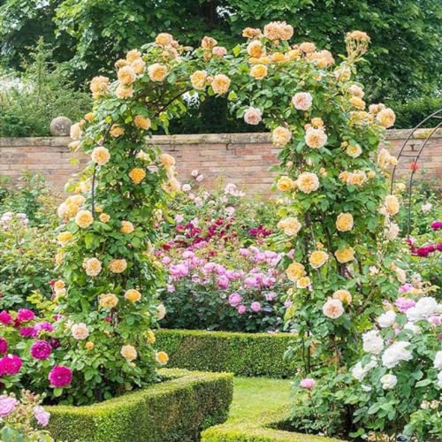 Arches de jardin à ossature d'acier durable 280 x 220 cm