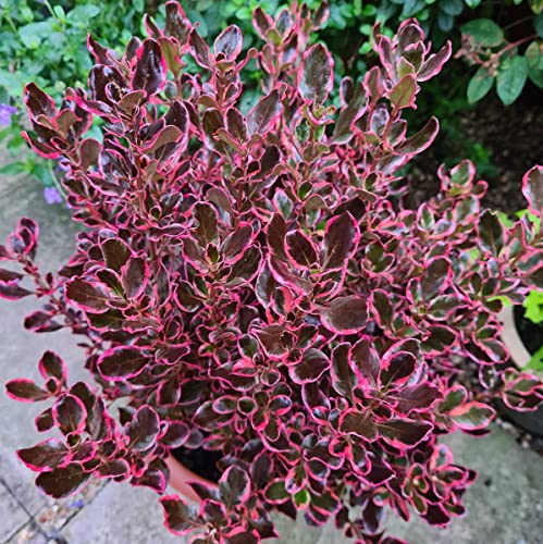 Coprosma Pacific eclipse en maceta M-15 con alt. aprox. 40cm de Viveros la Berrocosa Cover