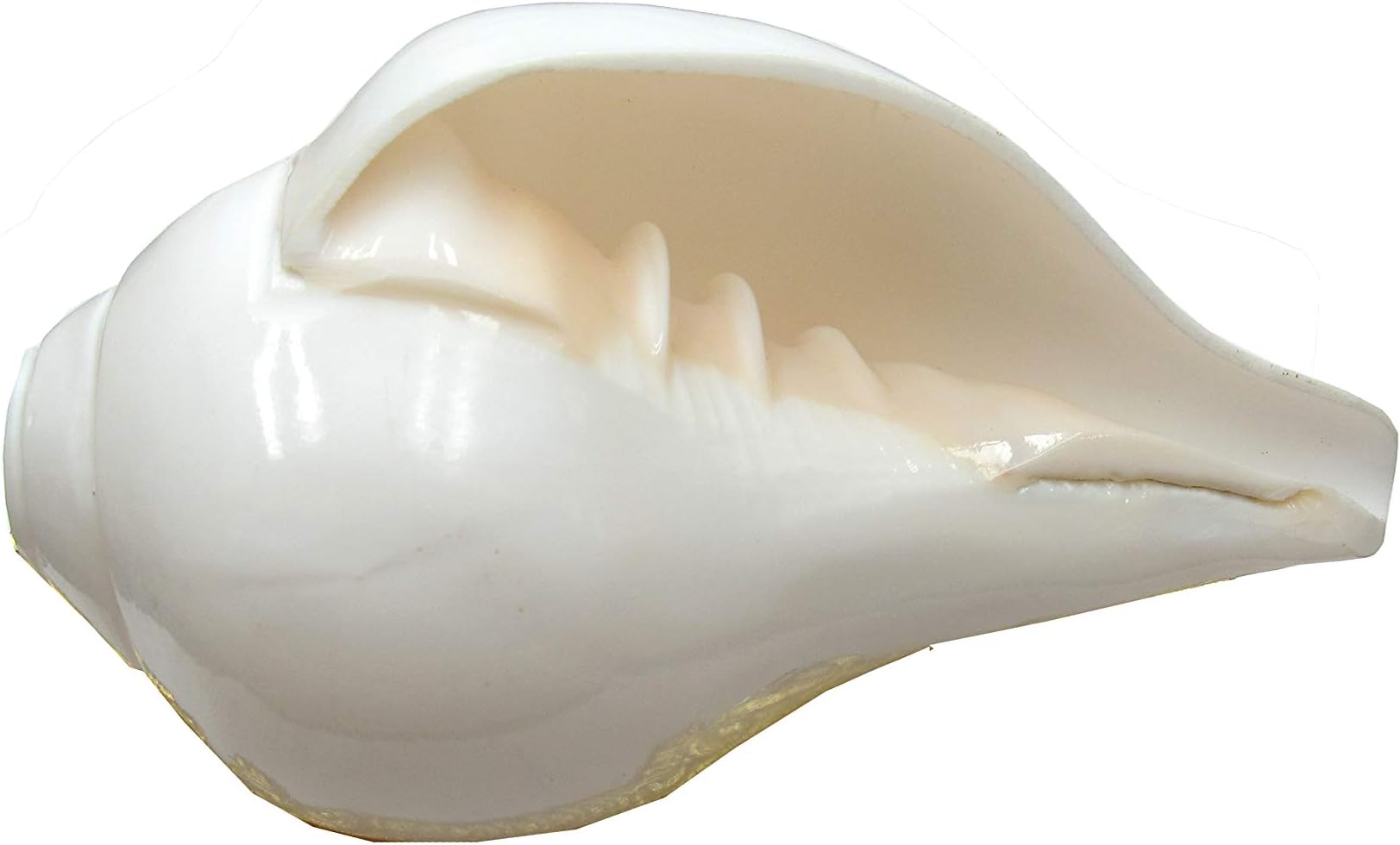 Centorganic Blowing Shankh Original for Pooja Natural Conch Shell - 3.5 Inch Small