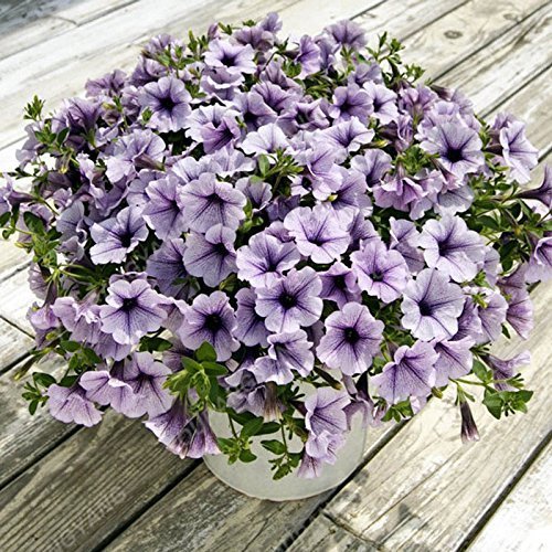 How to plant plum seeds How to plant plum seeds