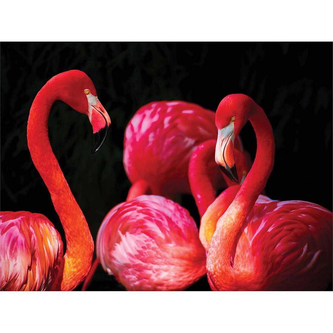 Wee Blue Coo Pink Flamingo Bird Group Art Print Poster Wall Decor 12X16 Inch