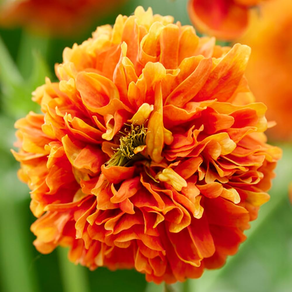 YouGarden, Geum, 'Orange Pumpkin' Ready for Planting in The Garden or Patio Pot, an Established Plant in 9cm Pot