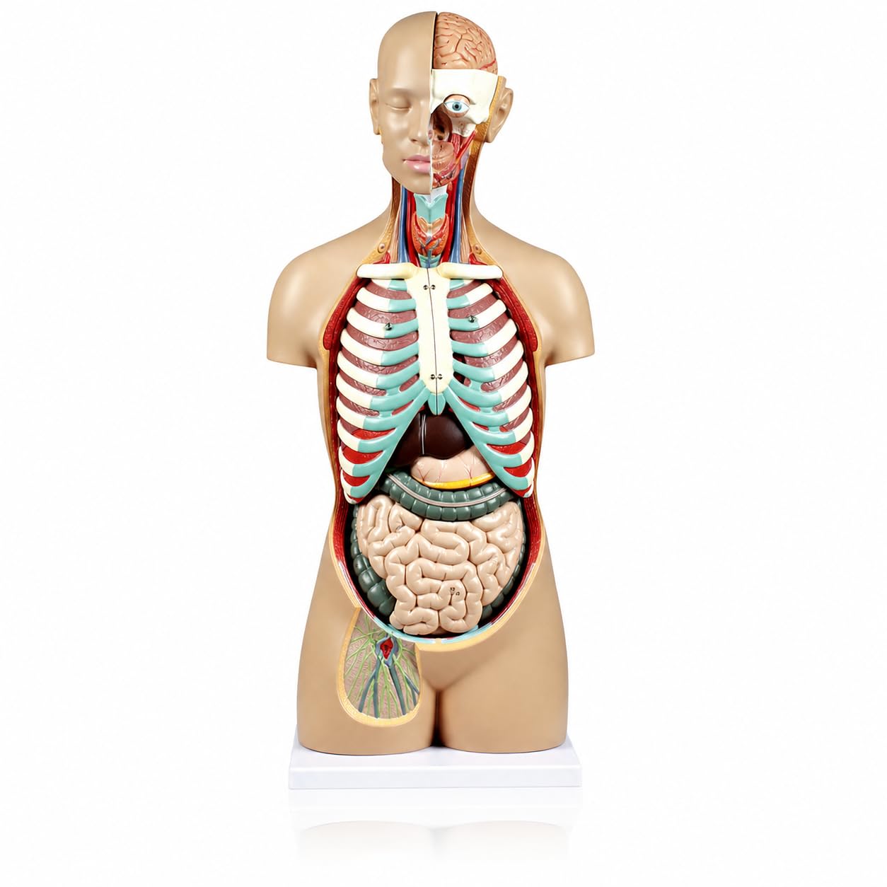 View 1 of ***MINOR DAMAGE***Vision Scientific Life-Size Human Torso Anatomy Model
