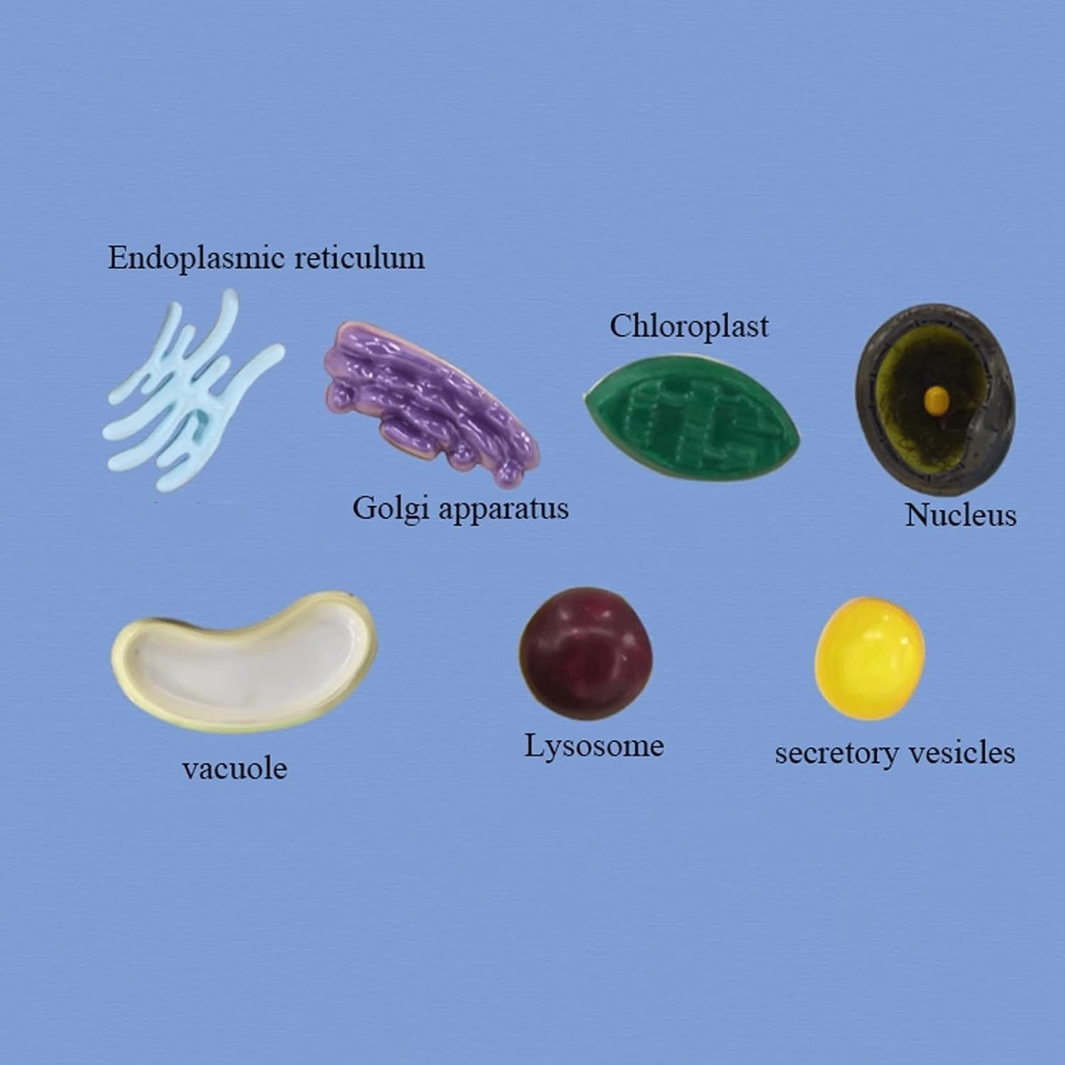 Model anatomiczny komórki roślinnej, wyjmowany model organelli chloroplastowych, stereoskopowe narzędzie dydaktyczne do prezentacji w ramach nauczania biologii.