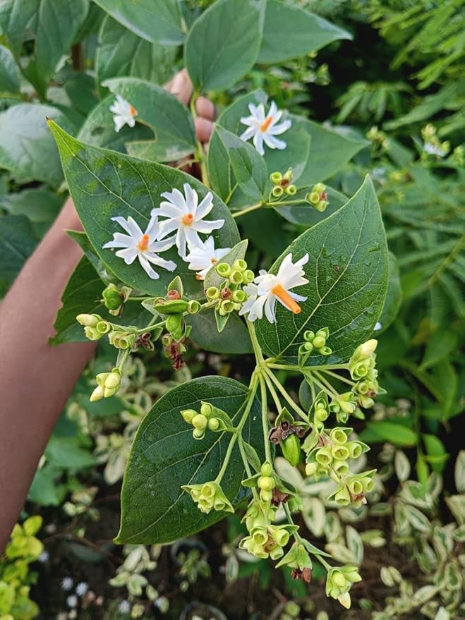FloraPlax Live All Time 12 months flowering Parijat/Baromasi flowering Harsingar live Plant & Tree Night Flowering Jasmine | Night Queen Highly Fragrant Plant In Pot