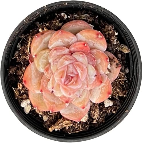 Miniatura 2 de Corazón de azúcar de Echeveria 'ICY Lau i' de 2 pulgadas, plantas suculentas vivas totalmente enraizadas en macetas de cultivo, regalo único para
