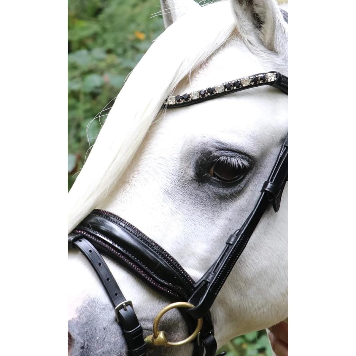 Bridon poney A noir rouge avec muserolle Showtime Special
