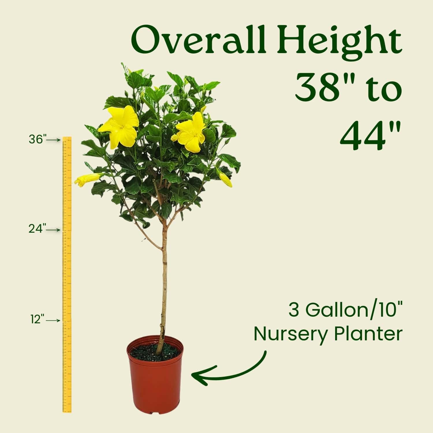 Amazon.com : Hibiscus Tree - Yellow Ft. Myers - Overall Height 38