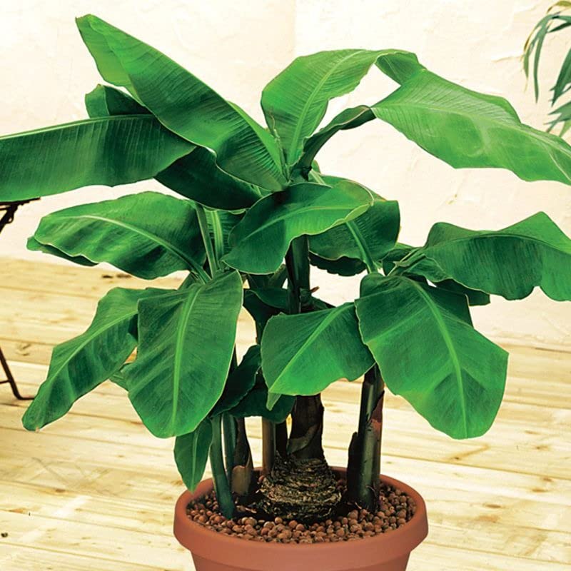 Cloud Farm Live Plant Rare Tissue Culture Banana Plant Dwarf Cavendish Banana All Season (1 Healthy Live Fruit Plant) CF_77 (B0BDY9WP43) Amazon Price History, Amazon Price Tracker