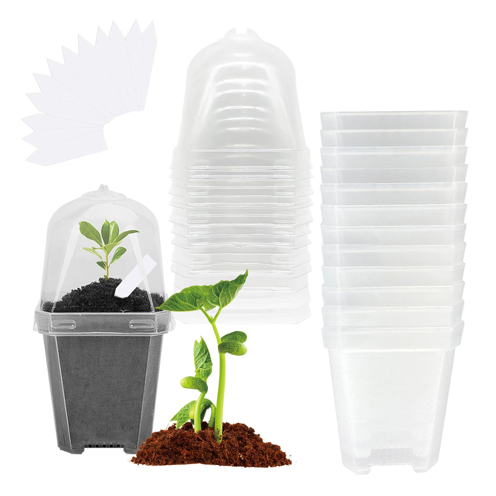 Macetas transparentes para vivero y esquejes de flores en interior
