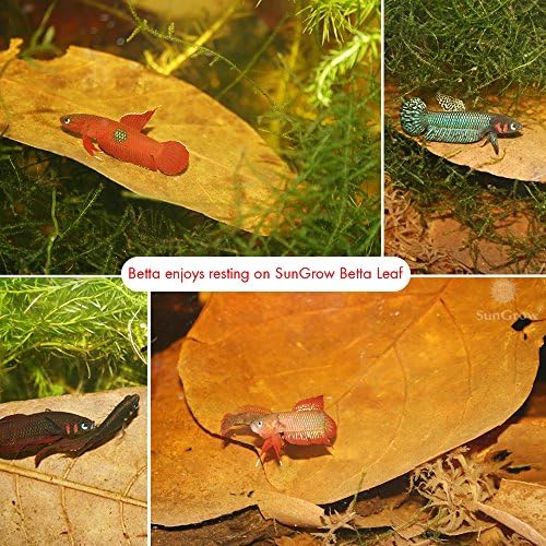 SunGrow Indian Almond Leaves for Betta, 9 Inches Long, Induce Breeding and Boost Immunity, Reduce Stress, No Toxic Chemicals Added, for Playing and Hiding, Easy to Use, 10 Pack