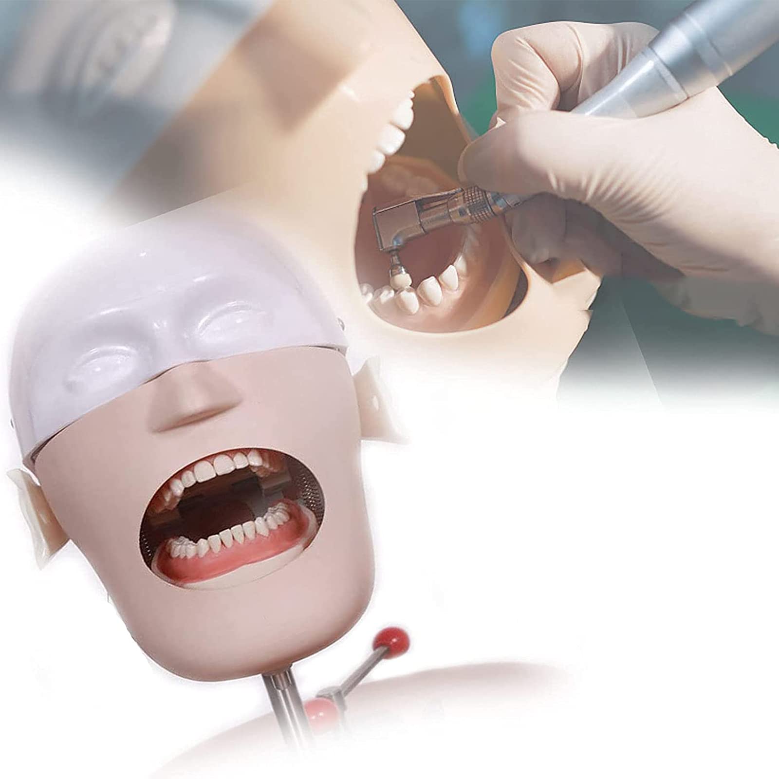 Model Edukacyjny, Manekin Treningowy Naturalnej Wielkości Z Zębami, Głowa Symulatora Stomatologicznego, Model Do Nauki Dla Dentystów I Asystentów Stomatologicznych