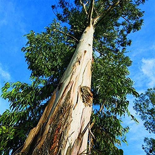 Óleo Essencial Eucalípto Globulus 10ml Phytoterápica