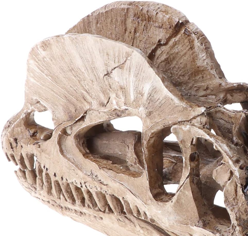 Dilophosaurus Dinosaur Skull Resin Crafts Skeleton Teaching Model Halloween Home Office Decoration Dinosaur Model