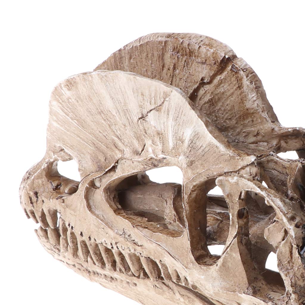 Teschio dinosauro Dilofosauro in resina artigianale