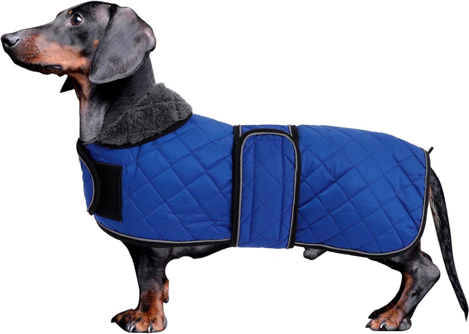 Morezi dachshund coats, dachshund coat, coat for dachshund, dog winter