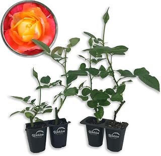 Pinata Rose Bush - 4 Live Starter Plants in 2 Inch Growers Pots - Beautifully Fragrant Floribunda Rose - A Versatile Beauty with Large Blooms