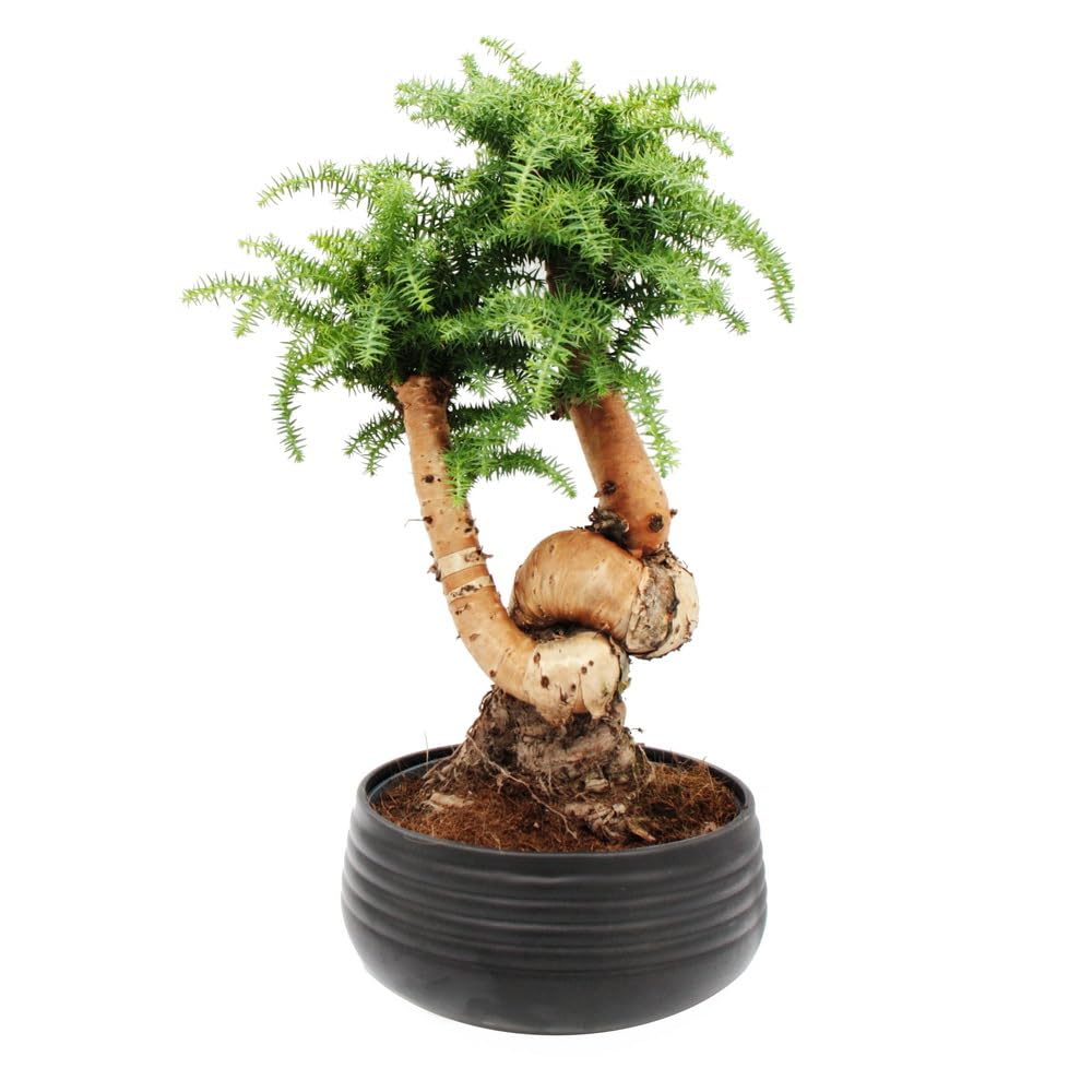 Zimmerbonsai Araucaria cunninghamii Zimmertanne 26cm Schale Schwarz Keramik