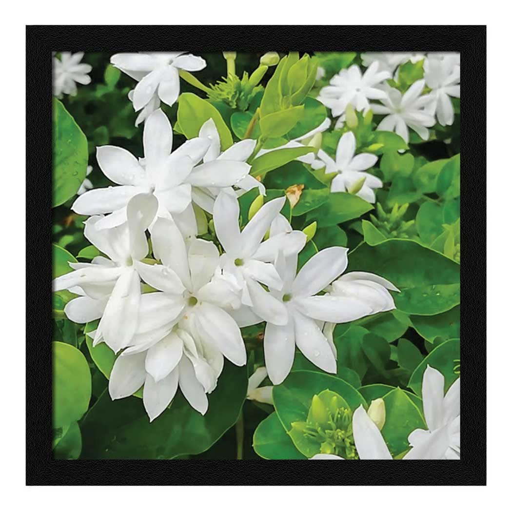 PUJA Jitesh Art White Jasmine Flower Dhanwantari Painting For Home Decor Living Room Décor | Art for Bedroom, Office | 13 x 13 Inches | Black Frame