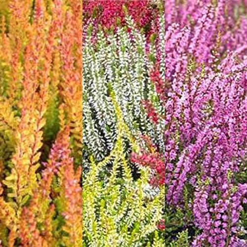 3 x Mixed Heather Plants - Callunas - Ericas in 9cm Pots Ready to Plant