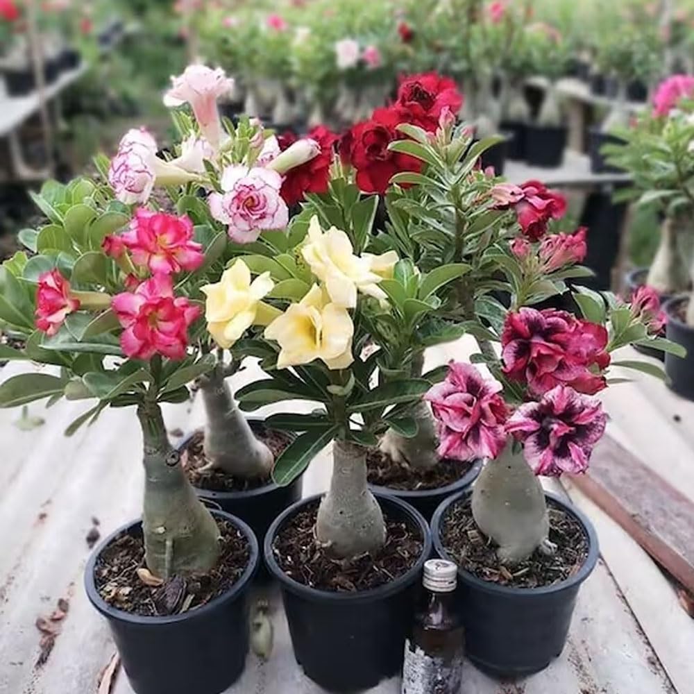See full amazon price history chart for Adenium plant (ORGENAL GRAFTED) BIG PLANT SIZE 15-20 -different colour-ROSEY VARIETY(same product in main photography) (TRIPEL PATEL) Adenium plant (ORGENAL GRAFTED) BIG PLANT SIZE 15-20 -different colour-ROSEY VARIETY(same product in main photography) (TRIPEL PATEL) (B0CSDZDGD7) Amazon Price History, Amazon Price Tracker
