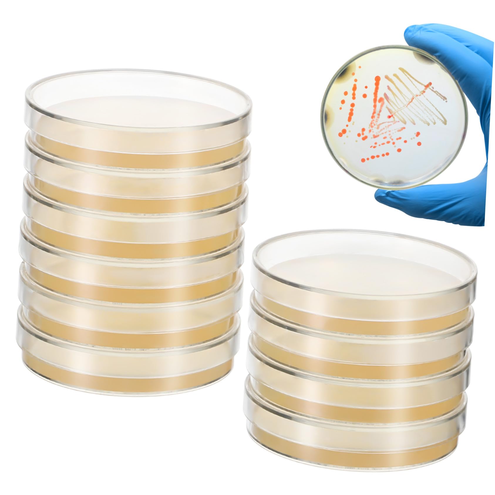 Placas de agar, 20 unidades para experimentos científicos, caldo de cultivo de Petri de medio nutriente con agar e investigación en el laboratorio de la escuela