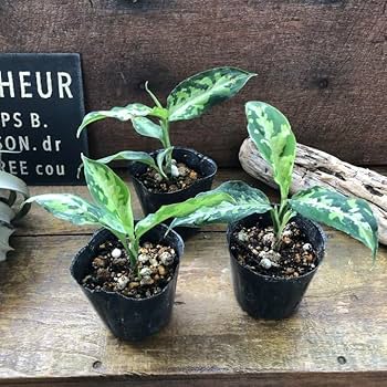 61FA5lJlJjL._AC_UF350,