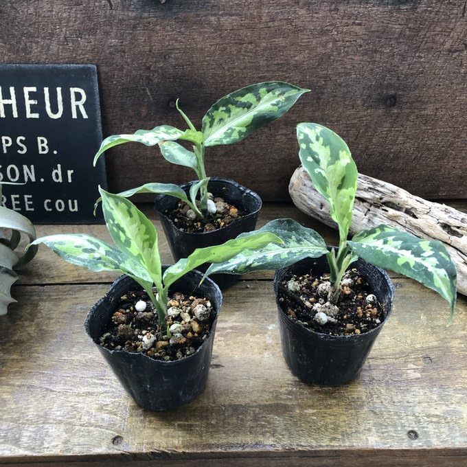 Amazon｜アグラオネマ ピクタム トリカラー 迷彩柄 観葉植物｜観葉植物