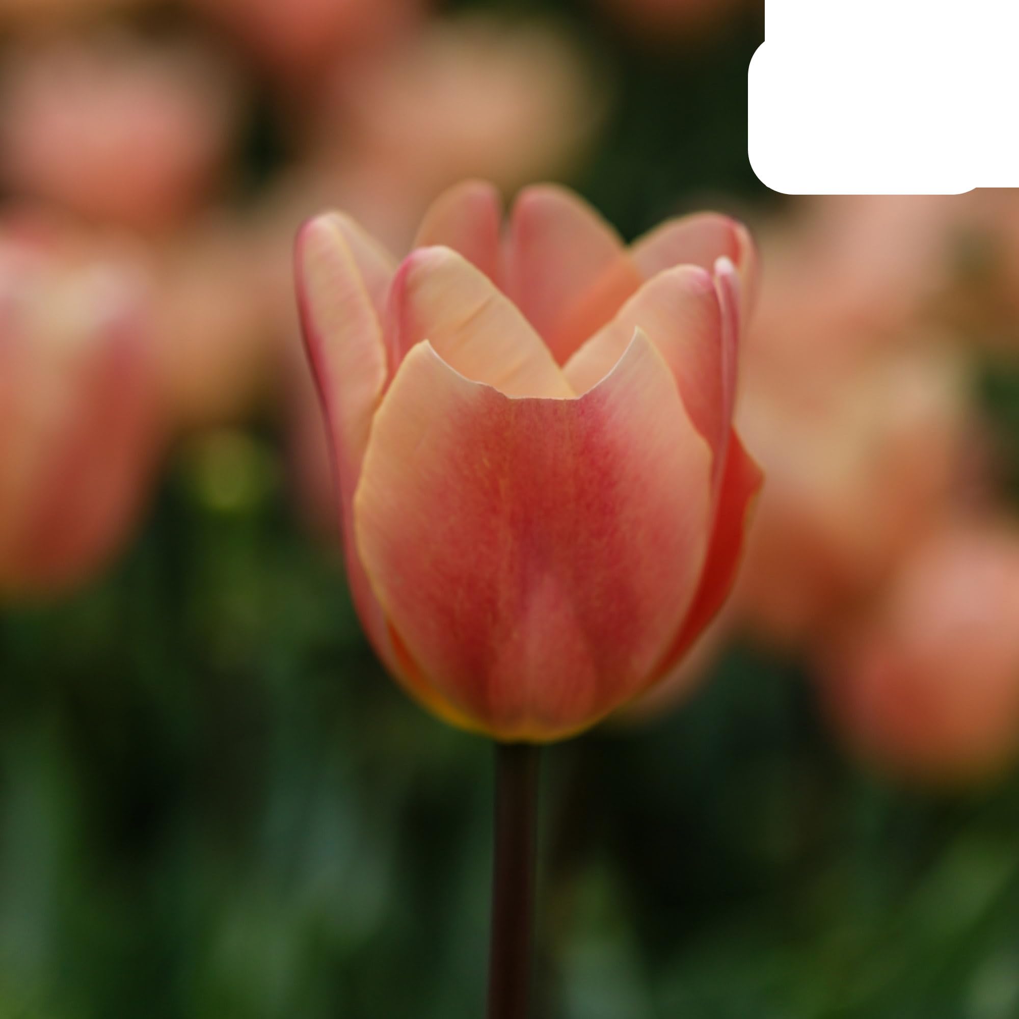 Bulbos de tulipán 'Apricot Foxx' | 20 Piezas | Tulipán rosa salmón - 30-50cm - Ø5cm - bulbo de flor - Planta de jardín