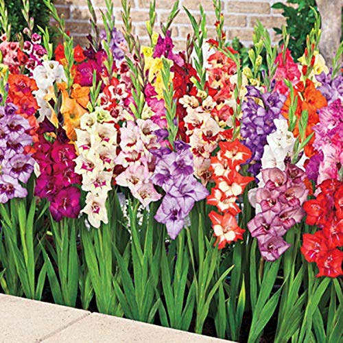 Schnittblumen, Gladiolenzwiebeln, grüne Blumen, Gladiolenzwiebel, Gärten, altmodische Blumen – 15 Zwiebeln: Nur Samen im Paket