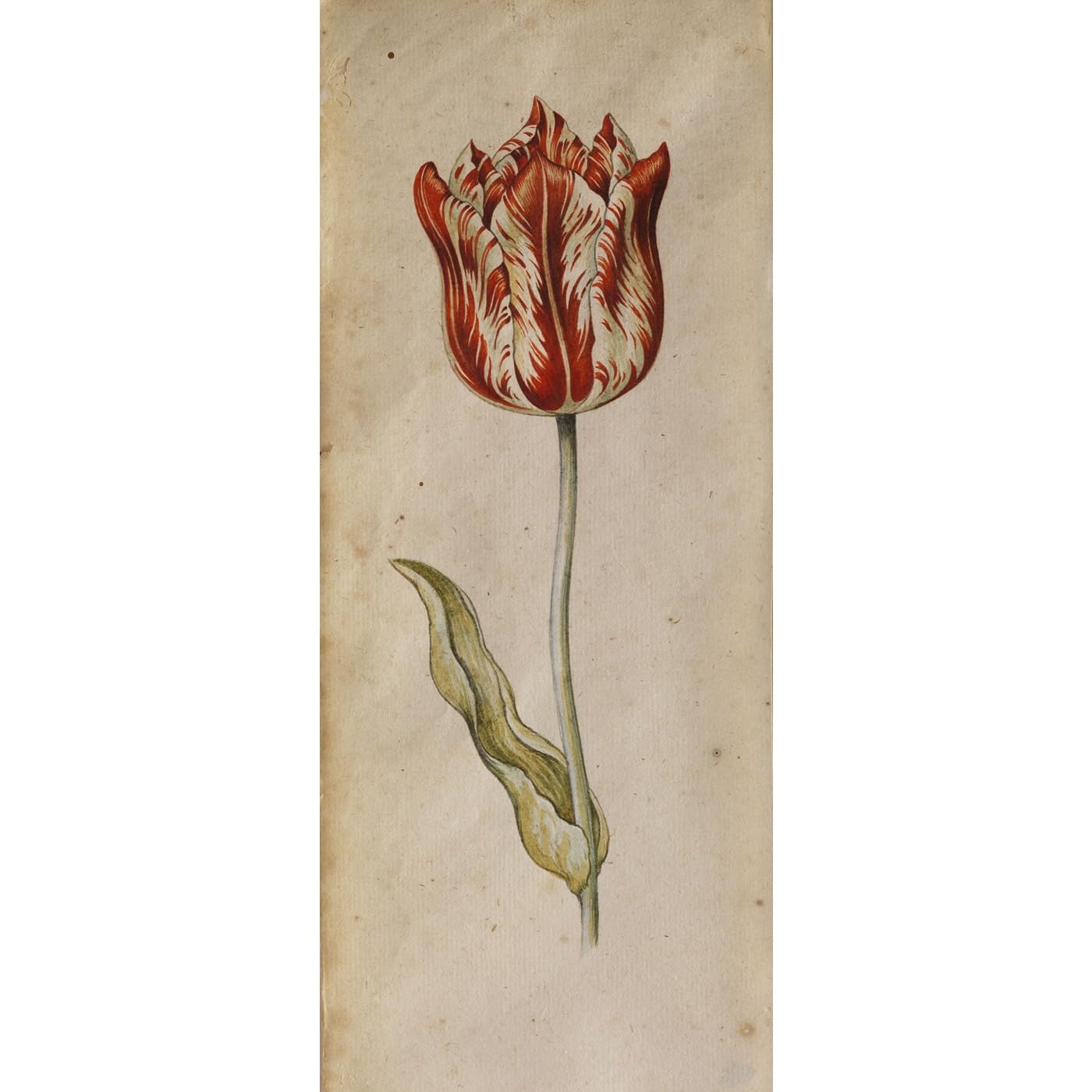 Impression d'art sur toile de qualité premium tulipe ARTICULOZY - 2
