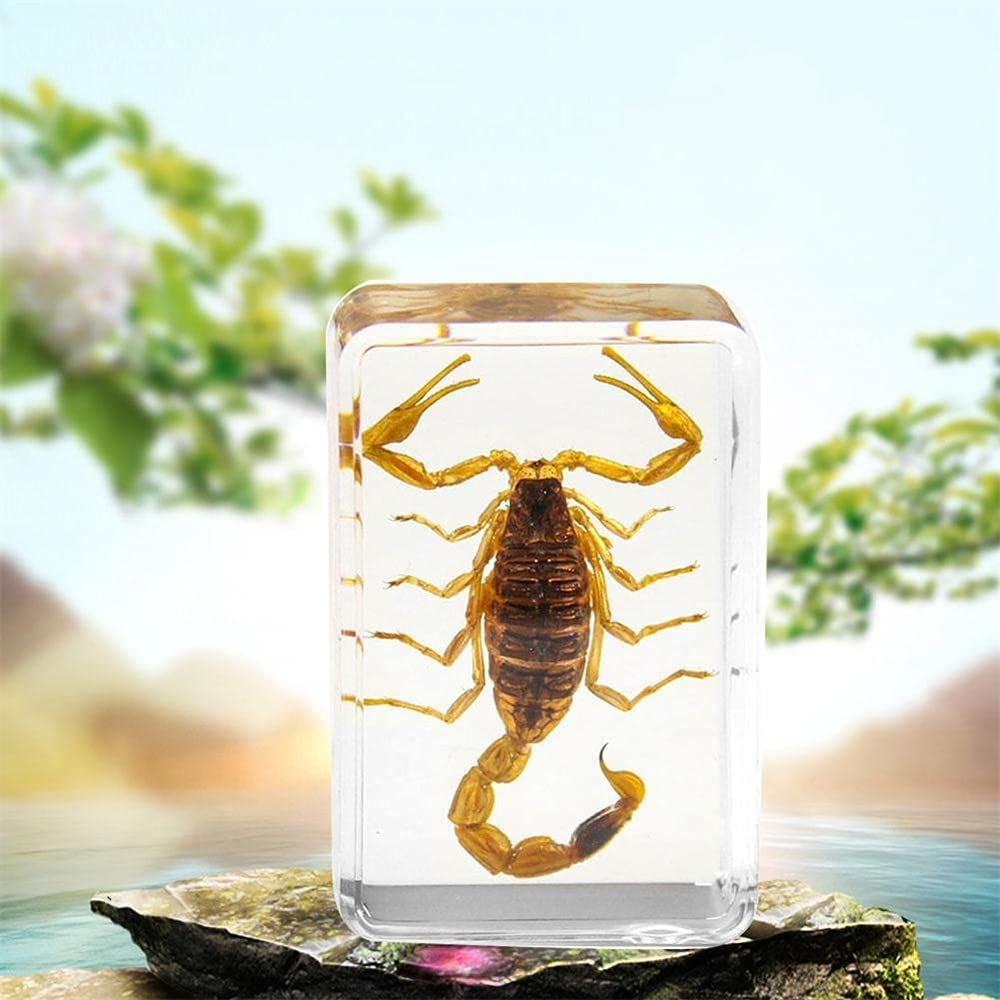 タランチュラとサソリ 樹脂標本 置物 Amazon.co.jp: 5個の昆虫樹脂標本、本物のサソリ昆虫人工琥珀樹脂標本