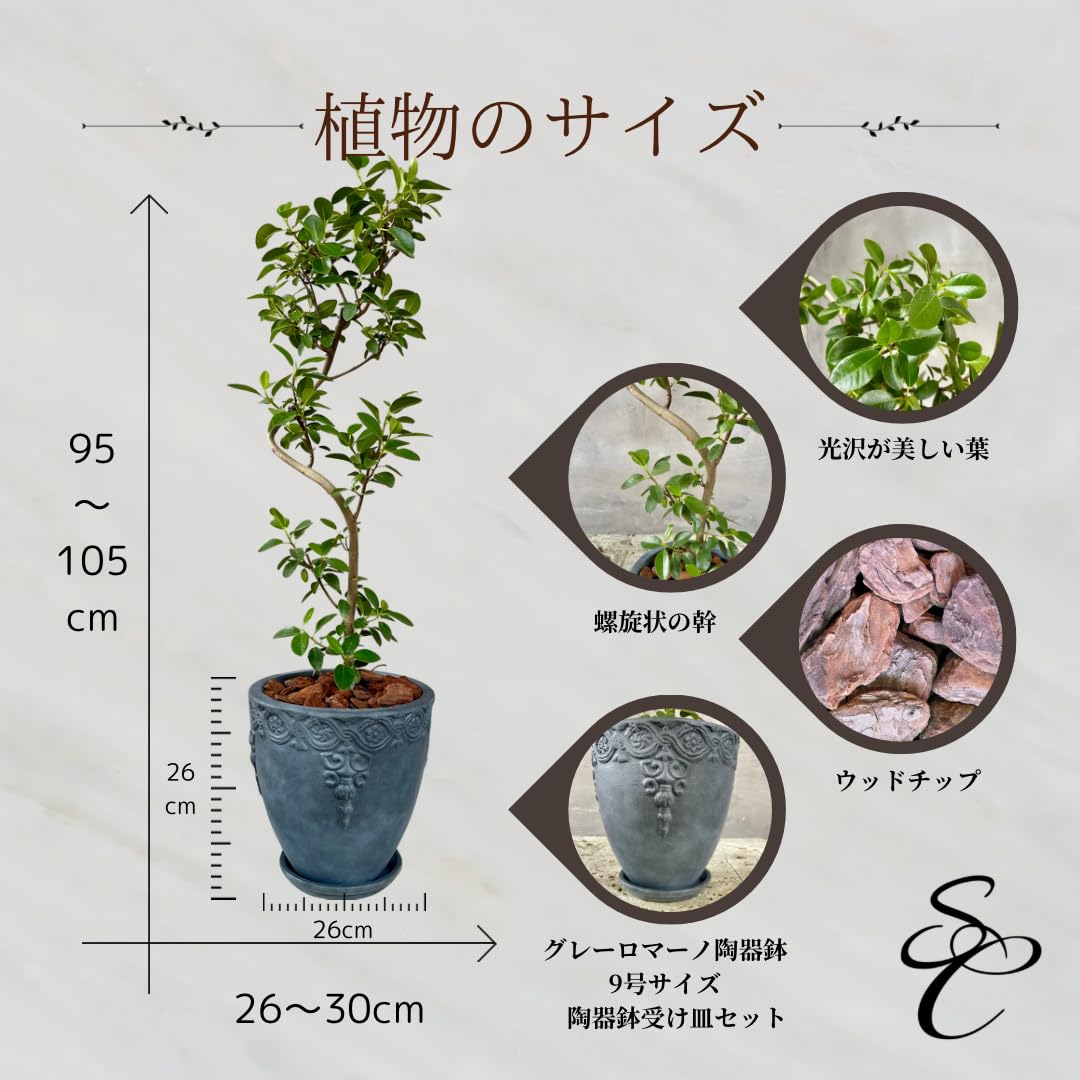 Amazon｜SUZUHA公式 Amazon限定 フランスゴムの木 9号 螺旋仕立て
