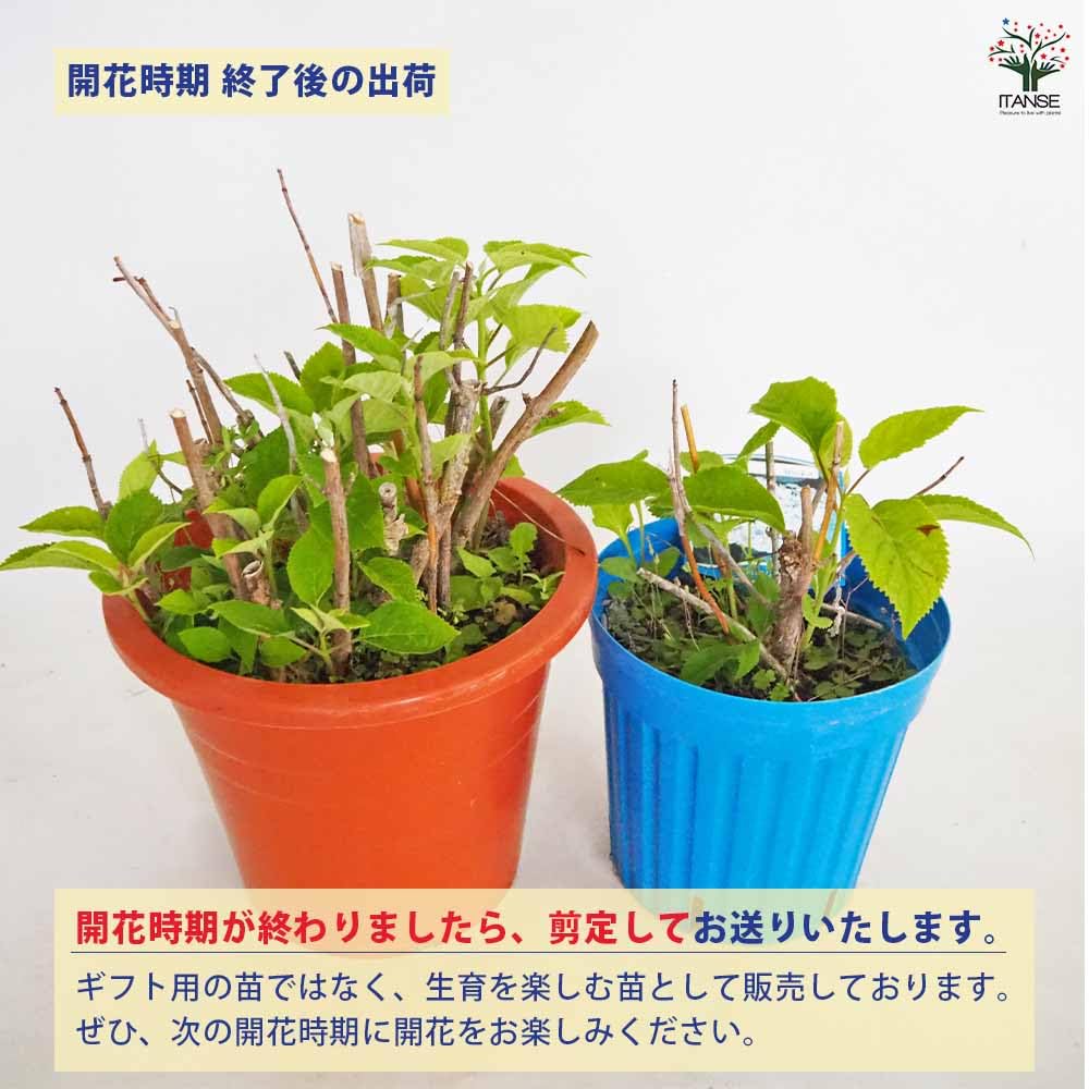 Amazon.co.jp: ITANSE アジサイ アナベル 7号 花木苗 1個 落葉性