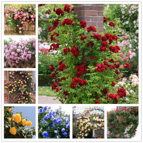 Image of Hybrid Climbing Rose Flower Seeds - High Germination, Fragrant & Colorful Blooms | Perennial Garden Seeds for Home, Balcony & Outdoor Decoration (50, Mix Rose Seeds)