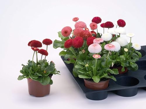 Miniatura 2 de Semillas Inglés Daisy Bellis Perennis Pompon Mix (Marguerites) Flores Perennes Sin OGM