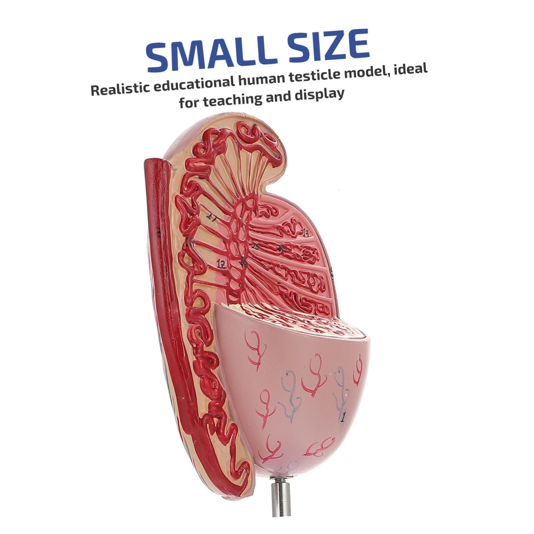 MAGICLULU Modello Anatomico Organi Umani Supporto Per Dissezione e Istruzione Scolastica Design Realistico in Pvc Adatto Per Insegnamento e Esposizione
