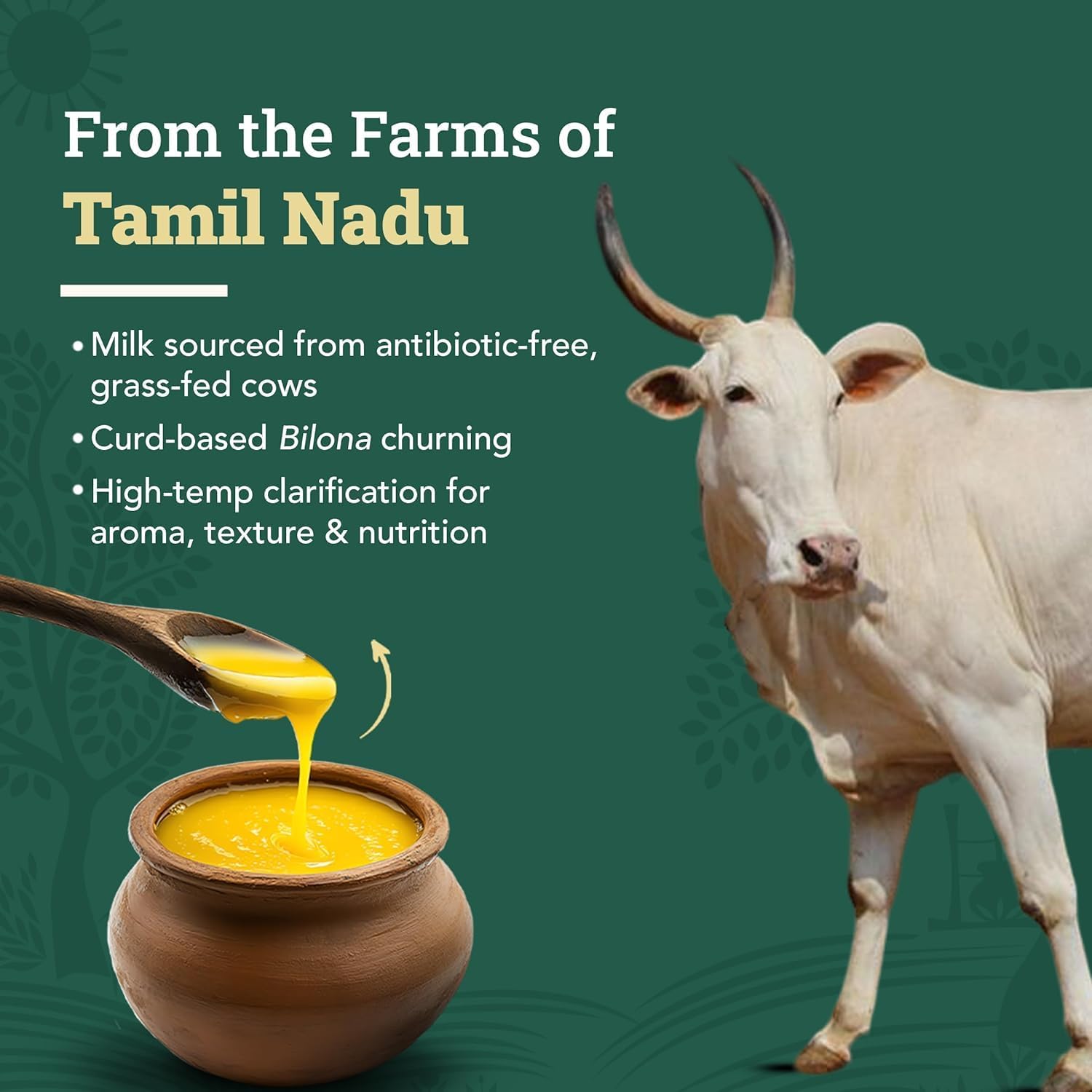 Anveshan A2 Vedic Bilona Cow Ghee in Glass Jar, 1 Litre (500 ml * 2) (Pack of 2) (Made from Curd by Traditional Bilona Churning Method Using Indian Desi A2 Cow Milk)