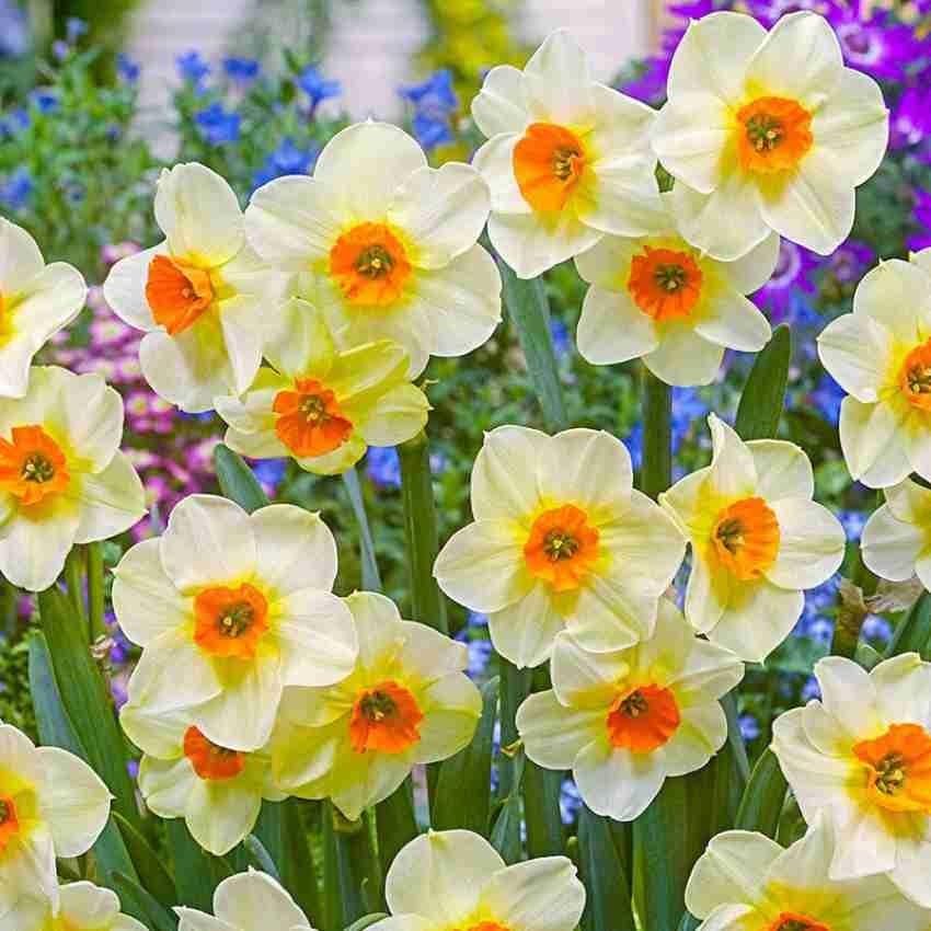 ANDHAGNAI Greens Nargis Flower Bulbs In Multi Quantity On Reasonable Pack (Pack of 10 Bulbs) (B0BR4CV3YN) Amazon Price History, Amazon Price Tracker