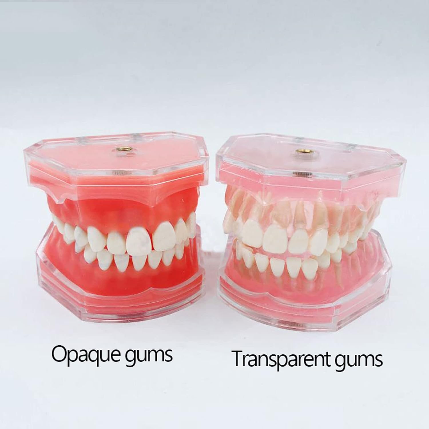 Modello di denti dentali a 28 denti, modello dentale rimovibile con gengive morbide per studenti e insegnanti, strumenti educativi per studio dentale, gengive trasparenti