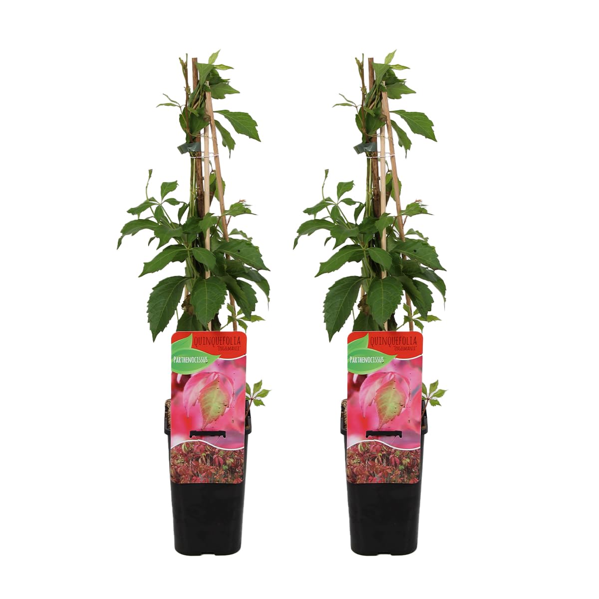 Bloomique - Set de 2 - Parthenocissus quinquefolia ‘Engelmannii’ - Parra virgen - Trepadora - Resistente al frío - 50-70 cm - Maceta 15 cm