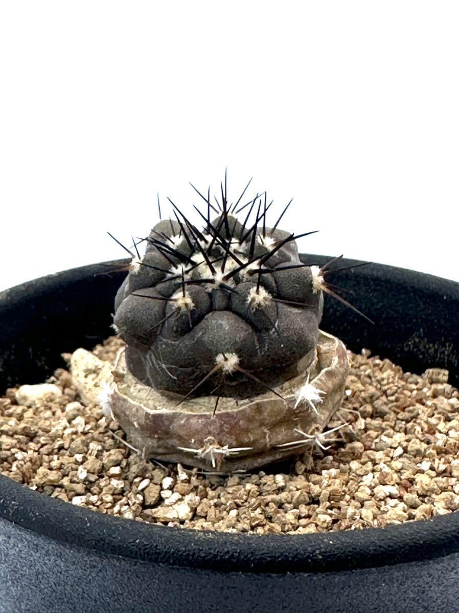 Amazon.co.jp: Copiapoa columna-alba コピアポア コルムナ