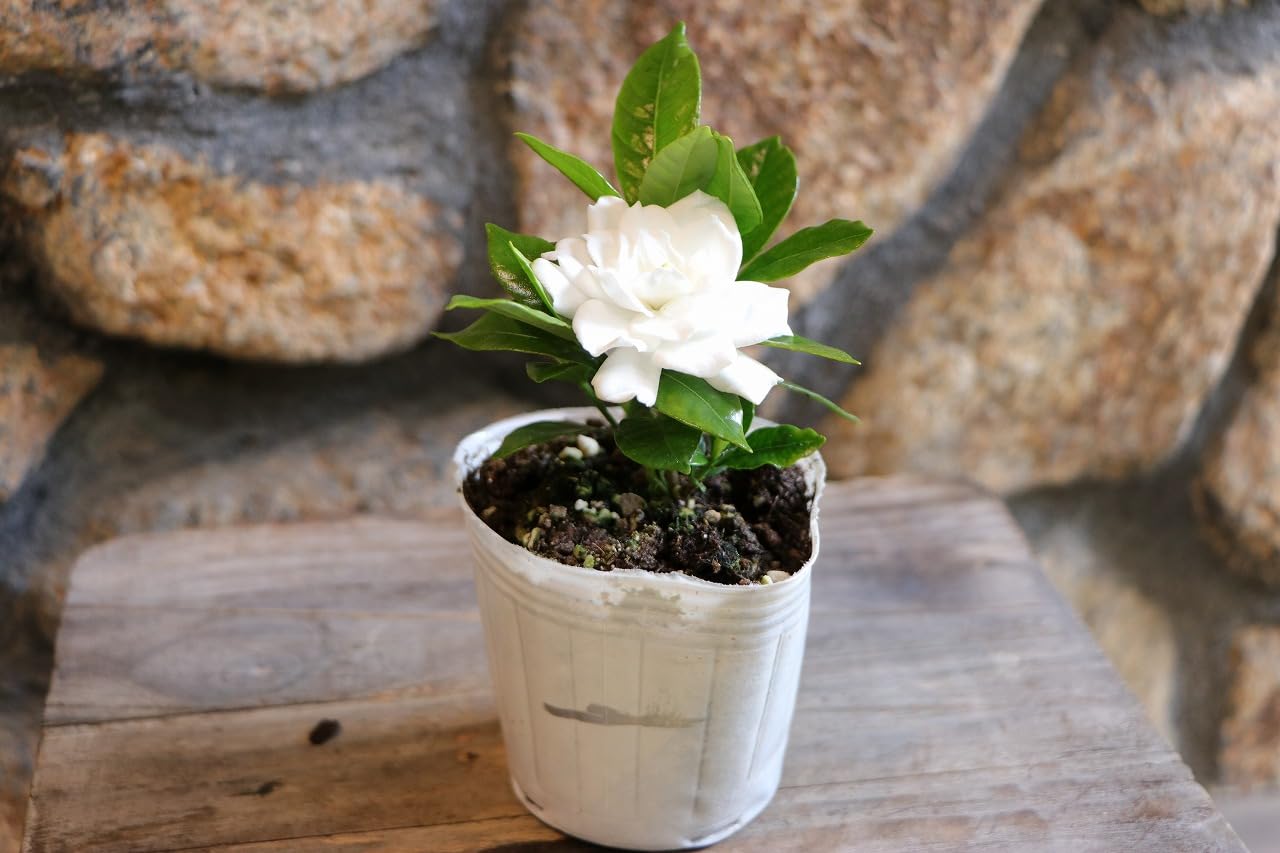 クチナシ　専用 Amazon.co.jp: 八重咲き クチナシ ヌマタクチナシ 3〜3.5号ポット苗 1