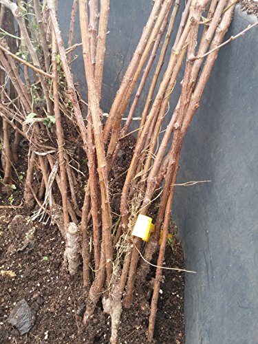 Albicocca Reale Di Imola Pianta a radice nuda Varietà Albicocca Reale Di Imola - 1 Pianta