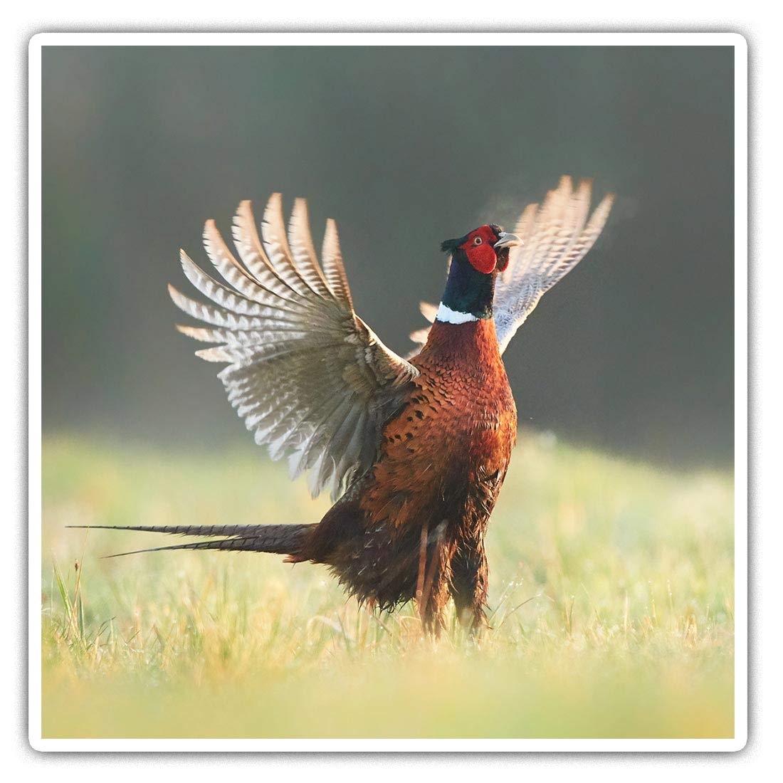 Destination Vinyl Ltd Boys Multi 2 X Square 7.5Cm Vinyl Stickers - Ringneck Pheasant Bird 45660