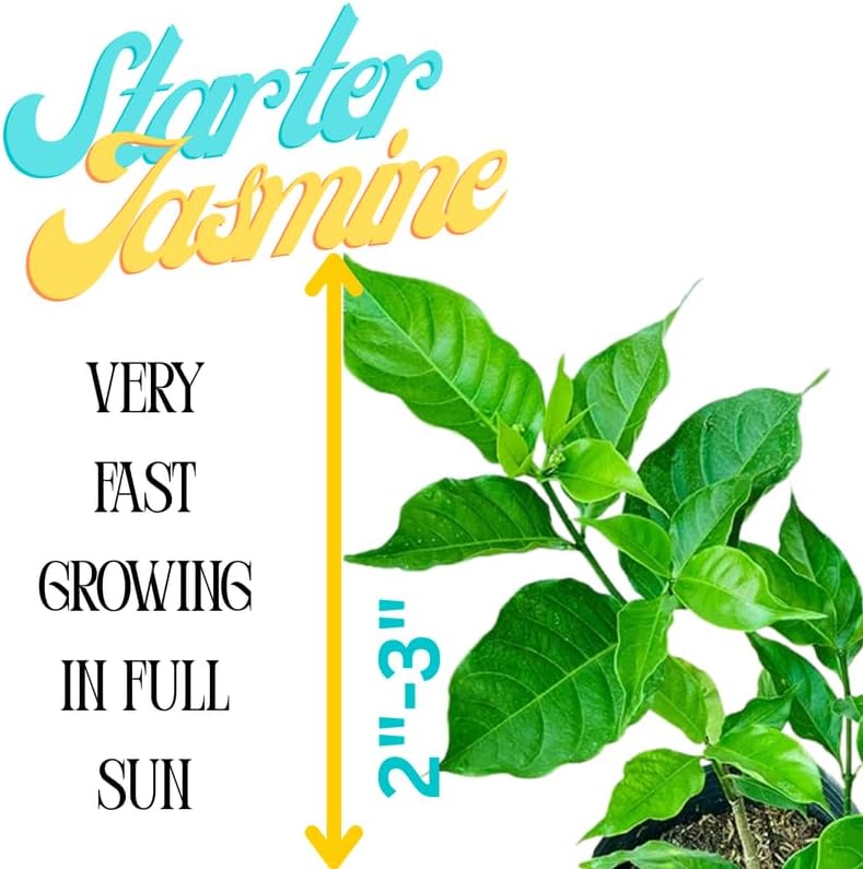2 Jasmine Plants Live, Confederate Star Jasmine Tree Live Plant Plugs Size, Fragrant White Flower, 2-3 Inches in Tall, No Pot, Fast-Growing