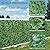 GEIGUIWA 120x40inch Artificial Ivy Privacy Fence Wall Screen, Faux Greenery Backdrop Ivy Vine Leaf Hedges Fence Panels for Patio, Balcony, Garden, Backyard Indoor Outdoor Decor